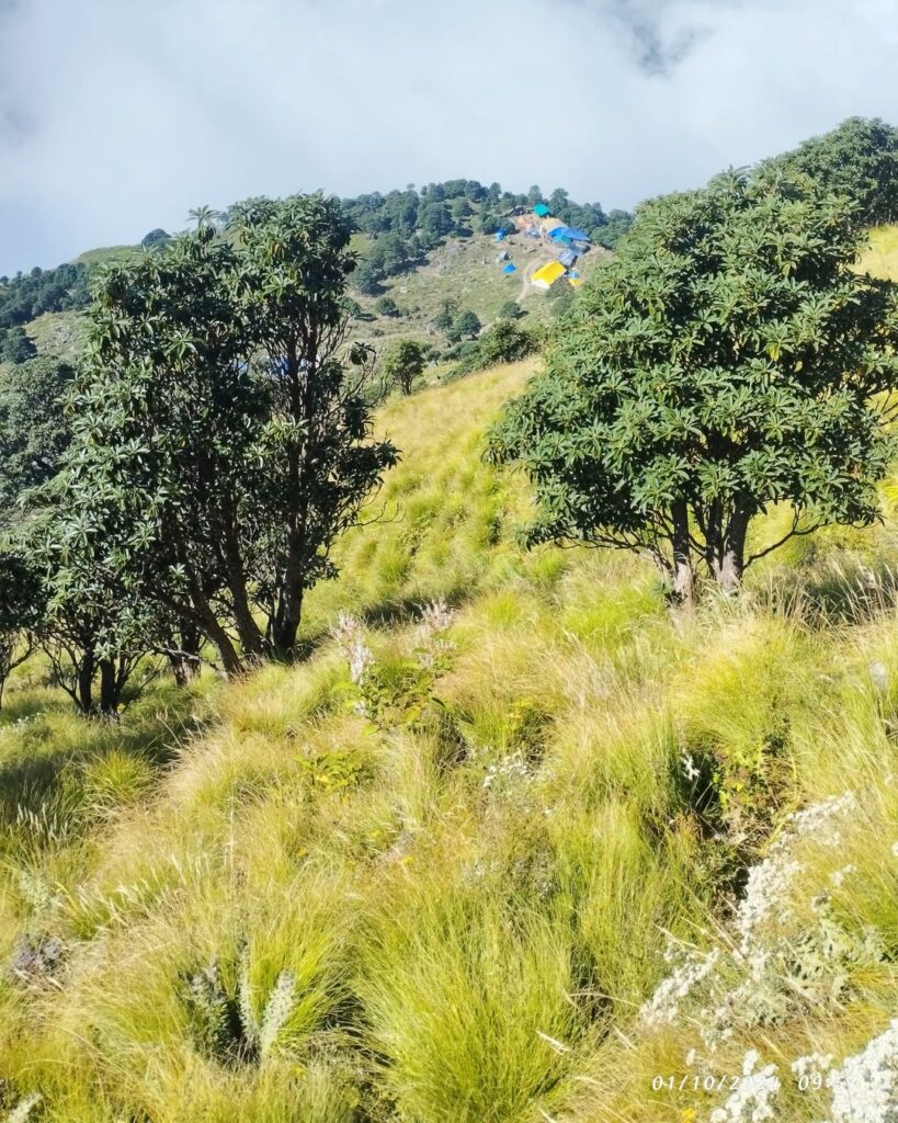 Forest in Rudranath